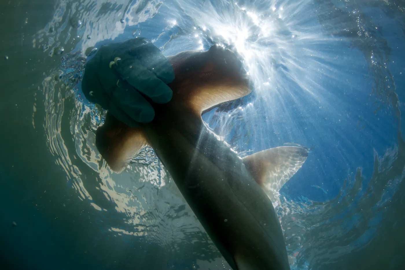 Revitalizing Wetlands for Endangered Hammerhead Sharks in Costa Rica